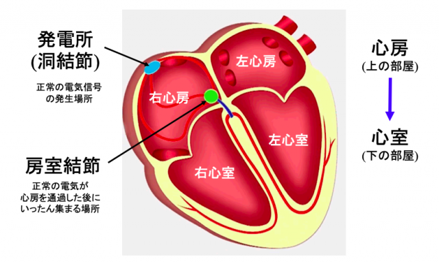 心臓は電気信号が心筋の中を伝わると動きます
